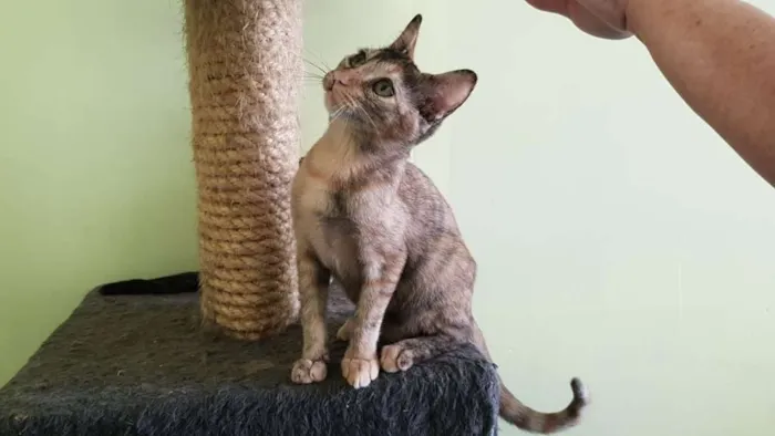 Gato ra a SRD idade 2 a 6 meses nome Flor de Lis