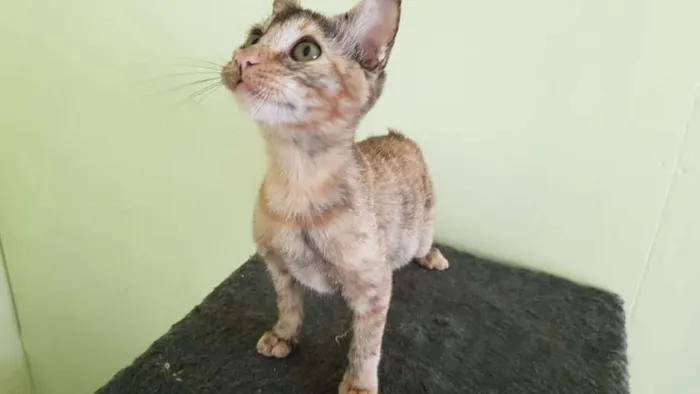 Gato ra a SRD idade 2 a 6 meses nome Flor de Lis
