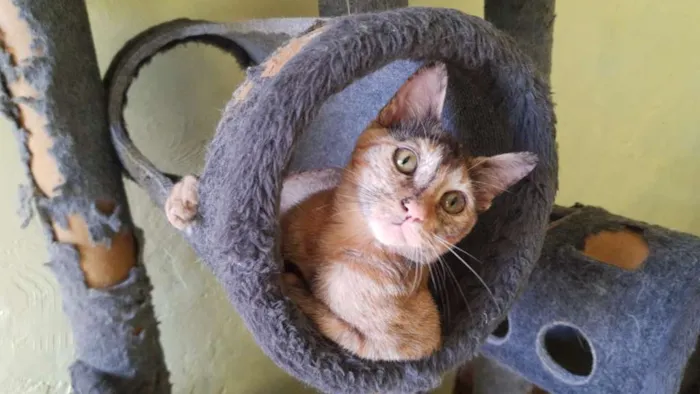 Gato ra a SRD idade 2 a 6 meses nome Flor de Lis