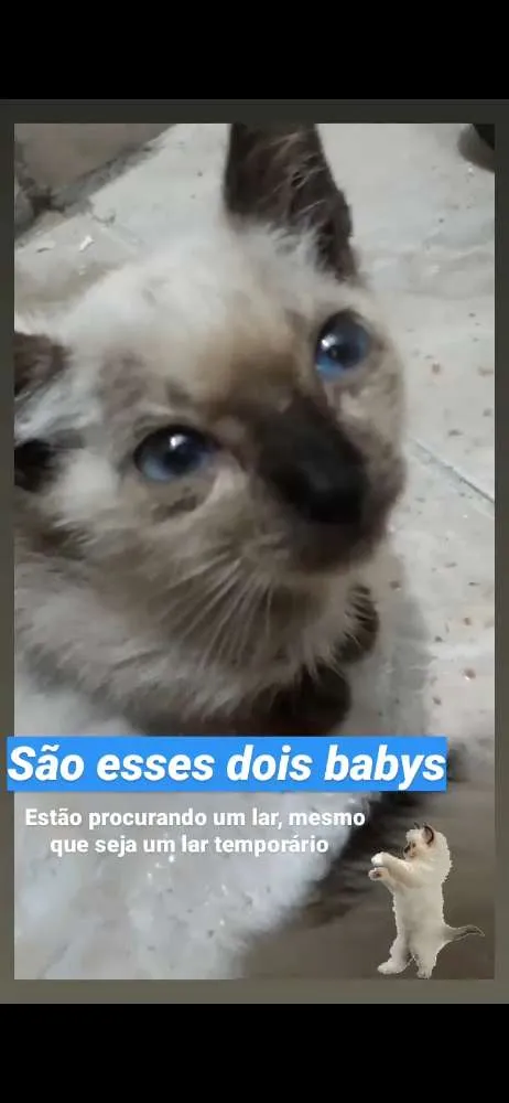 Gato raça Indefinido idade Abaixo de 2 meses nome Não tem