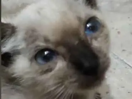 Gato raça Indefinido idade Abaixo de 2 meses nome Não tem