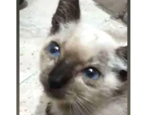 Gato raça Indefinido idade Abaixo de 2 meses nome Não tem