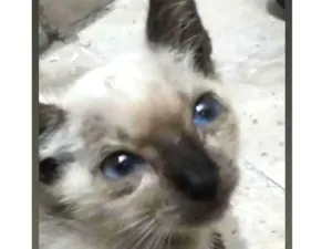 Gato raça Indefinido idade Abaixo de 2 meses nome Não tem