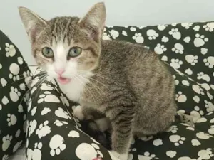 Gato raça SRD idade 2 a 6 meses nome Renatinha