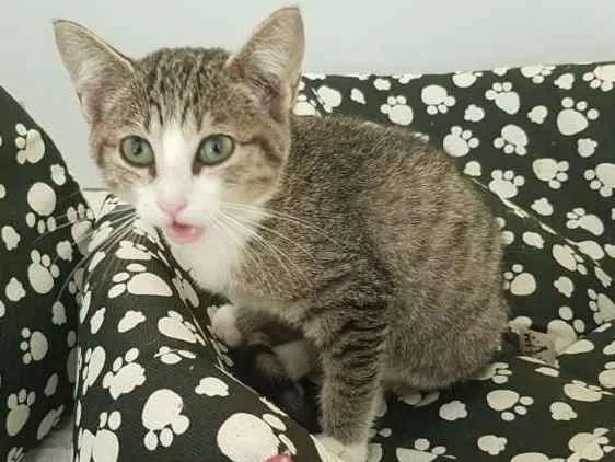 Gato raça SRD idade 2 a 6 meses nome Renatinha