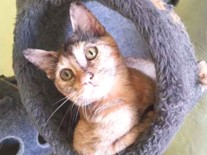 Gato ra a SRD idade 2 a 6 meses nome Flor de Lis