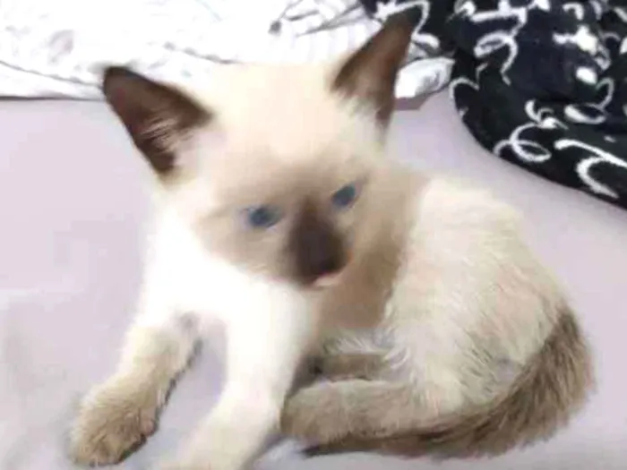 Gato ra a Siamês idade 2 a 6 meses nome Sem nome ainda