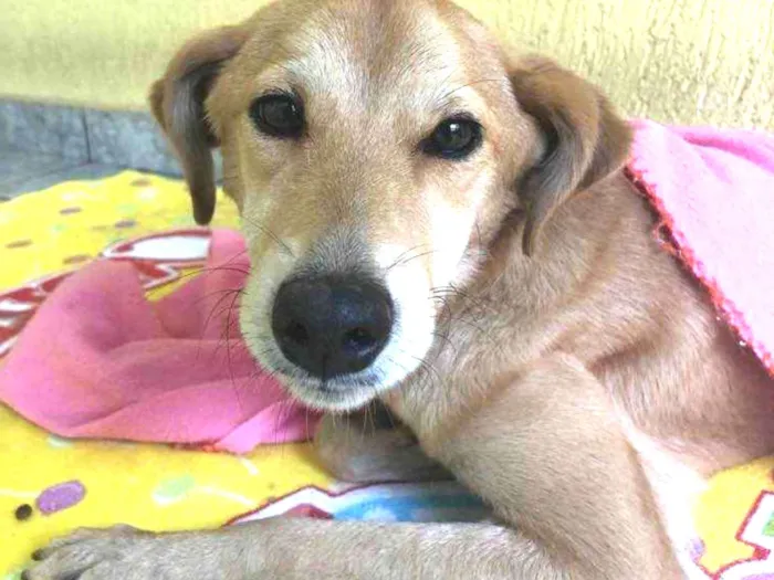 Cachorro ra a SRD idade 1 ano nome Gigi