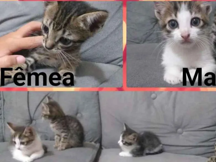 Gato ra a Sem raça idade 2 a 6 meses nome Sem nome