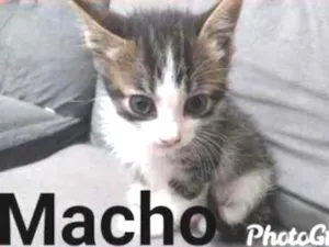 Gato raça Sem raça idade 2 a 6 meses nome Sem nome