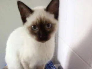 Gato raça Sem definiçao idade 2 a 6 meses nome Maya