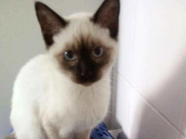 Gato ra a Sem definiçao idade 2 a 6 meses nome Maya