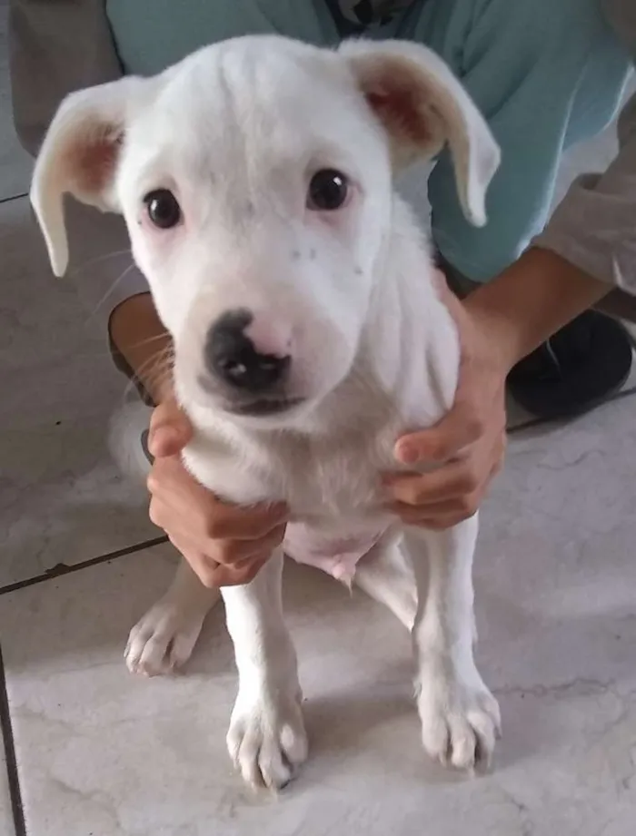 Cachorro ra a SRD(sem raça definida) idade 2 a 6 meses nome Sem nome