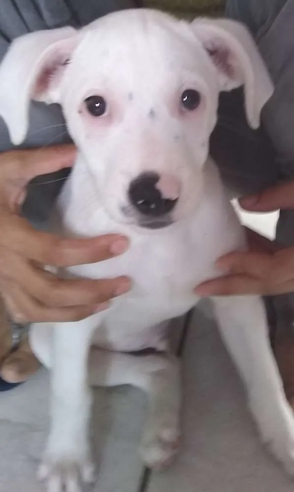Cachorro ra a SRD(sem raça definida) idade 2 a 6 meses nome Sem nome