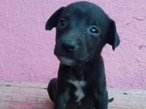 Cachorro raça Vira lata com capa preta idade Abaixo de 2 meses nome Bella