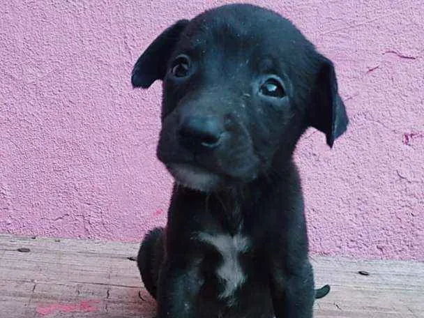 Cachorro ra a Vira lata com capa preta idade Abaixo de 2 meses nome Bella