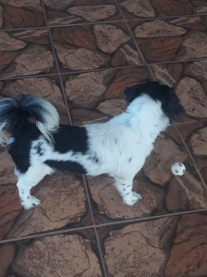 Cachorro ra a Pudo e bace idade 3 anos nome Rabyto