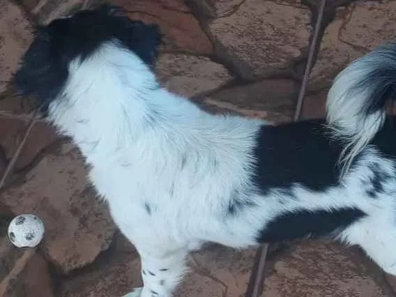 Cachorro ra a Pudo e bace idade 3 anos nome Rabyto