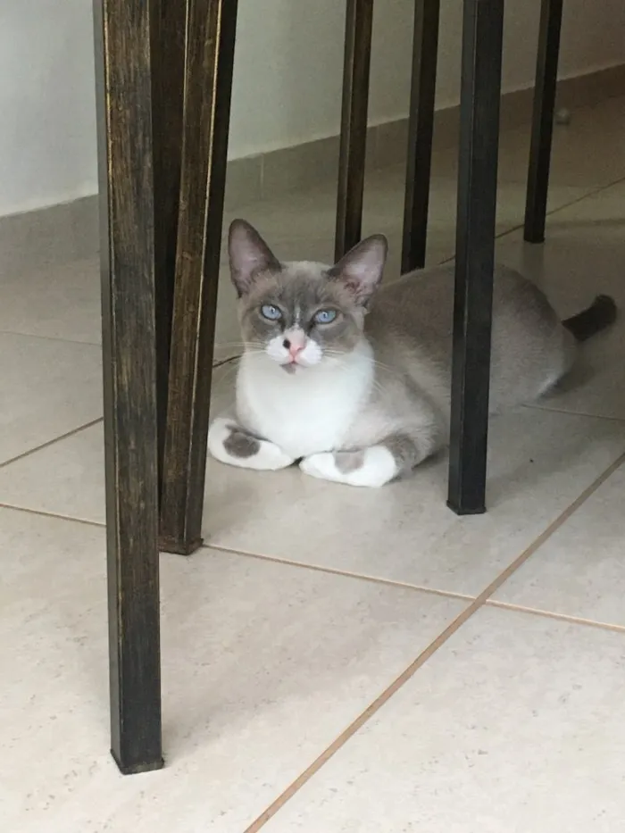 Gato ra a SRD idade 1 ano nome Marina