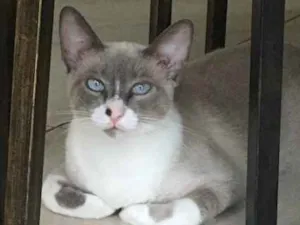 Gato raça SRD idade 1 ano nome Marina