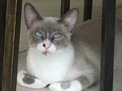 Gato ra a SRD idade 1 ano nome Marina
