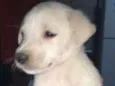 Bernardo