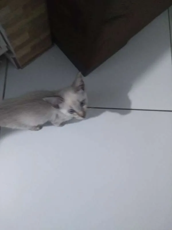 Gato ra a  idade 2 a 6 meses nome Yumi