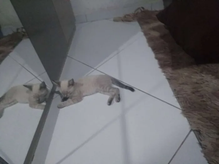 Gato ra a  idade 2 a 6 meses nome Yumi