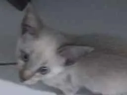 Gato ra a  idade 2 a 6 meses nome Yumi
