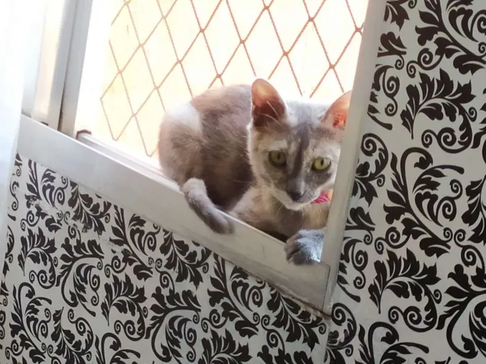 Gato ra a Srd (sem raça definida) idade 2 a 6 meses nome Esmeralda 
