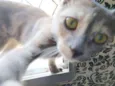 Esmeralda 