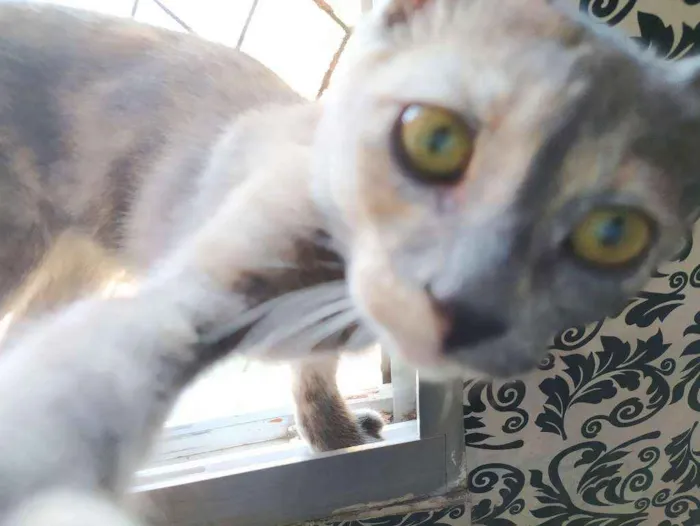 Gato ra a Srd (sem raça definida) idade 2 a 6 meses nome Esmeralda 
