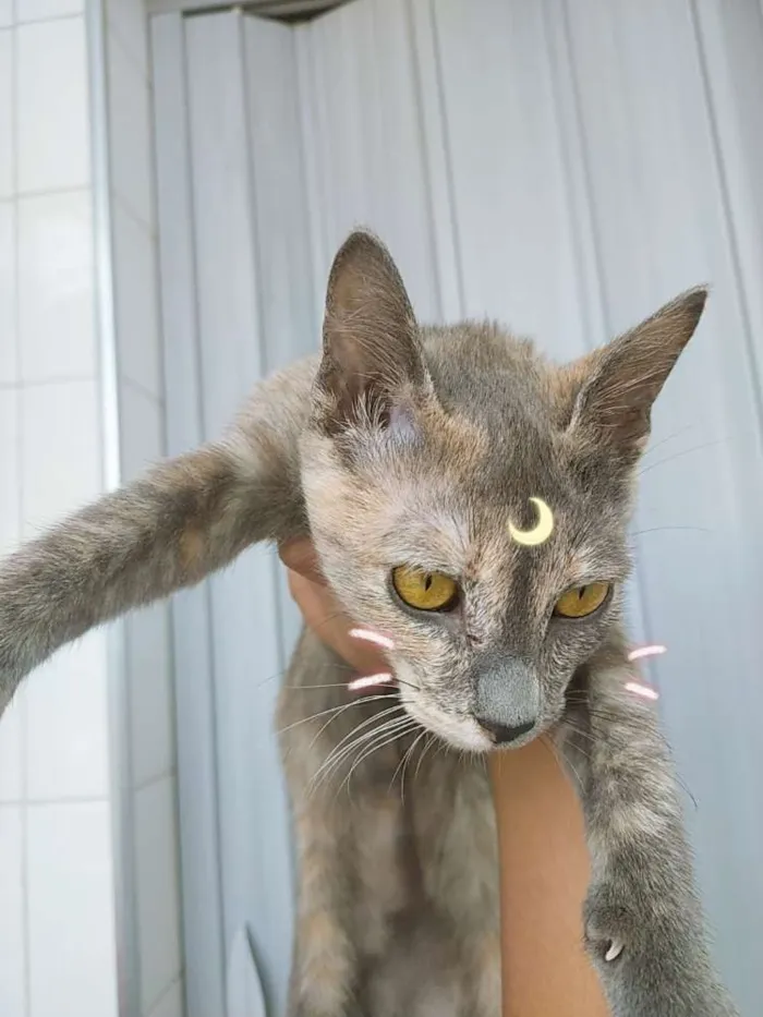 Gato ra a Srd (sem raça definida) idade 2 a 6 meses nome Esmeralda 