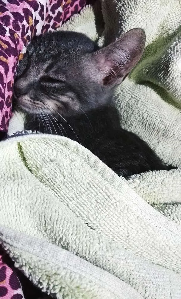 Gato ra a SRD idade Abaixo de 2 meses nome Lua