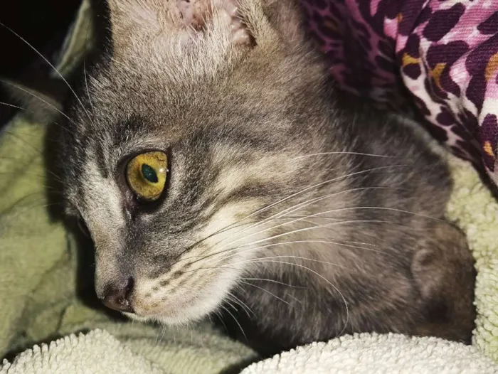 Gato ra a SRD idade Abaixo de 2 meses nome Lua