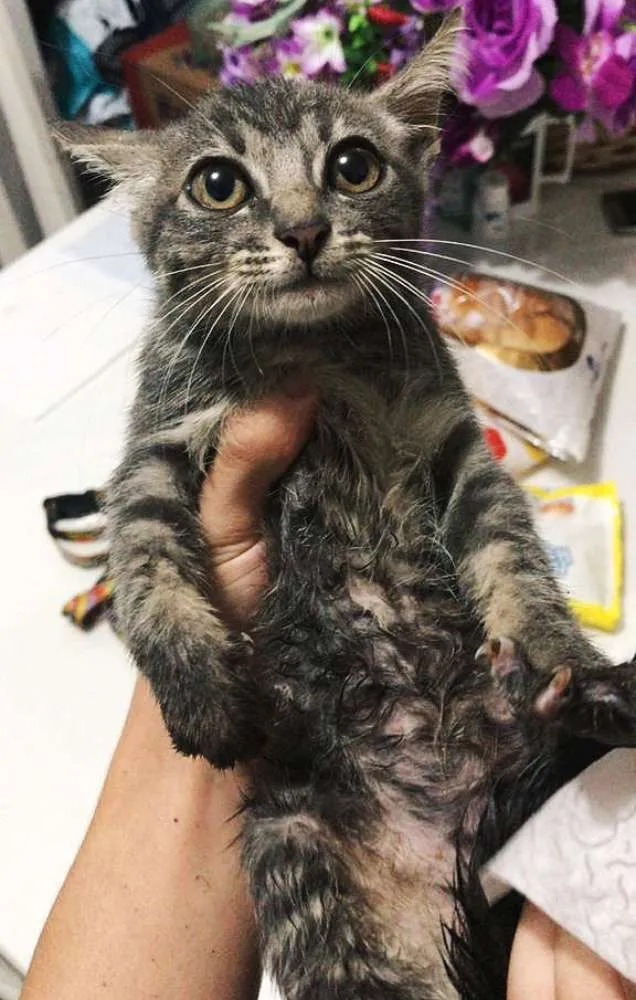 Gato ra a SRD idade Abaixo de 2 meses nome Lua