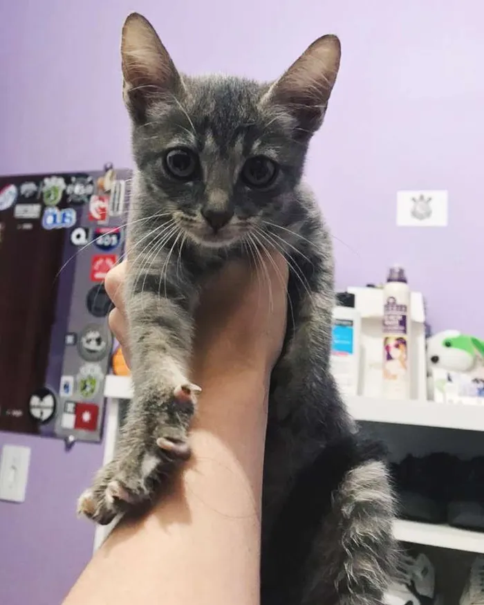 Gato ra a SRD idade Abaixo de 2 meses nome Lua