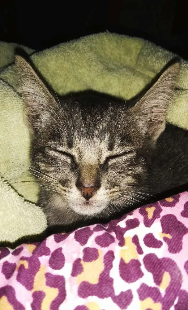 Gato ra a SRD idade Abaixo de 2 meses nome Lua