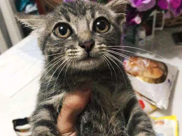 Gato ra a SRD idade Abaixo de 2 meses nome Lua