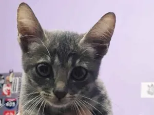 Gato raça SRD idade Abaixo de 2 meses nome Lua