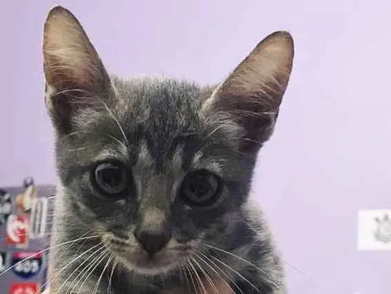 Gato ra a SRD idade Abaixo de 2 meses nome Lua