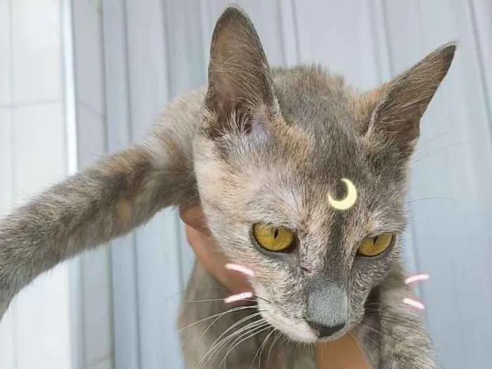 Gato ra a Srd (sem raça definida) idade 2 a 6 meses nome Esmeralda 