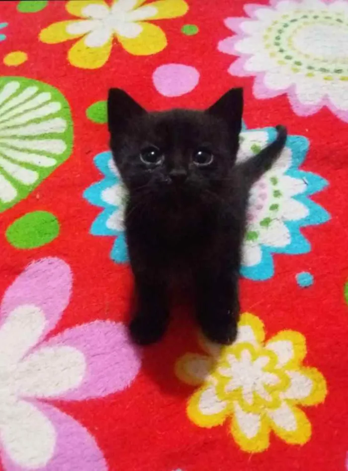 Gato ra a Sem raça idade 2 a 6 meses nome Sem nome