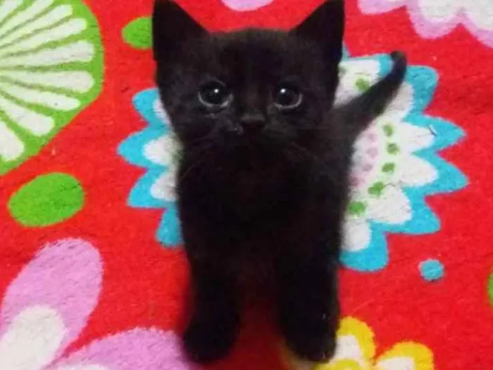 Gato ra a Sem raça idade 2 a 6 meses nome Sem nome
