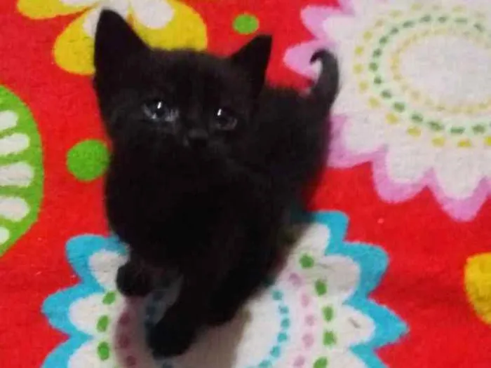 Gato ra a Sem raça idade 2 a 6 meses nome Sem nome
