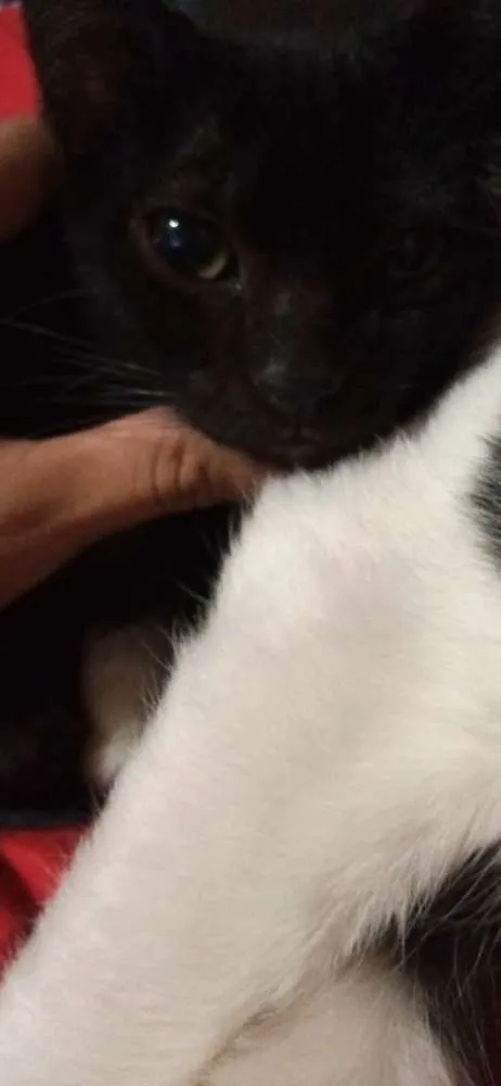 Gato ra a Sem raça idade 2 a 6 meses nome Sem nome