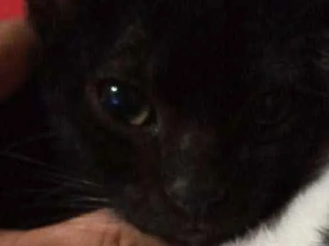Gato ra a Sem raça idade 2 a 6 meses nome Sem nome