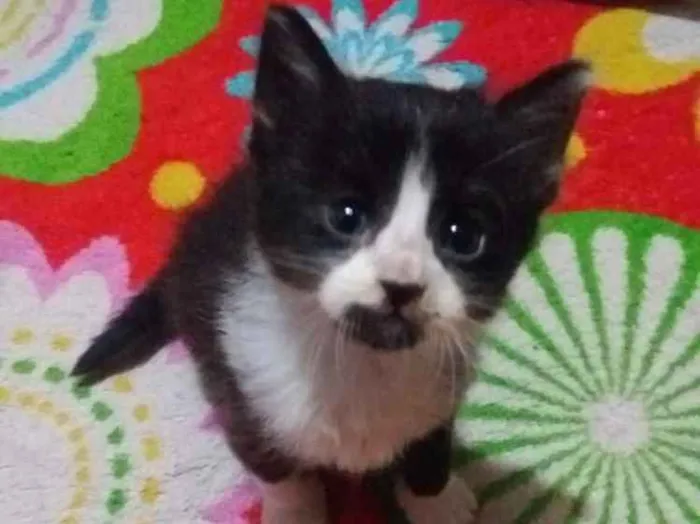 Gato ra a Sem raça idade 2 a 6 meses nome Sem nome