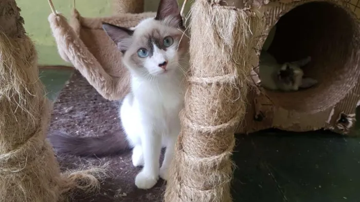 Gato ra a SRD idade 2 a 6 meses nome Raquel