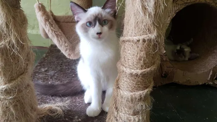 Gato ra a SRD idade 2 a 6 meses nome Raquel